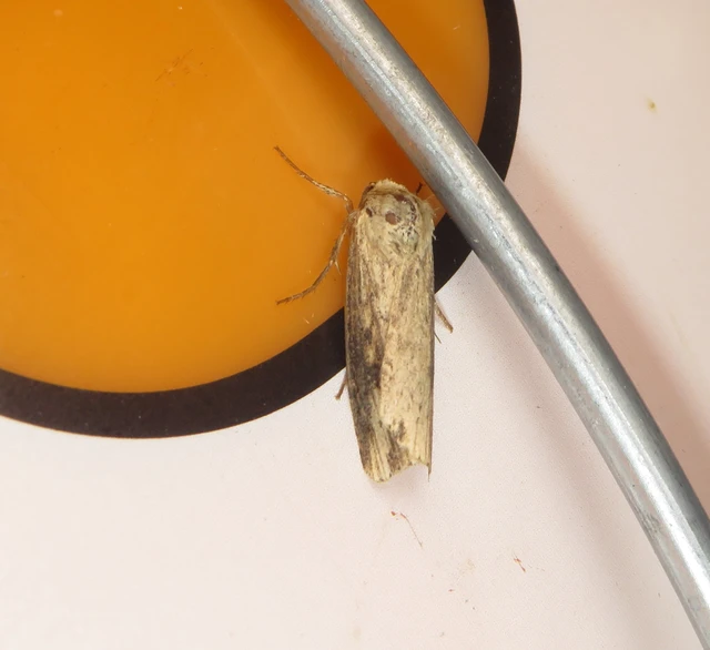 Axylia putris - vonalkás földibagoly