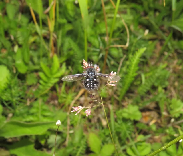 ezüstpettyes pöszörlégy - Bombylella atra