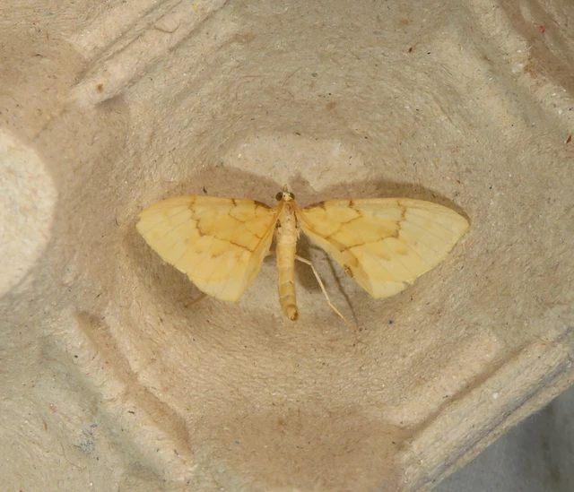 sárga galajaraszoló - Eulithis pyraliata