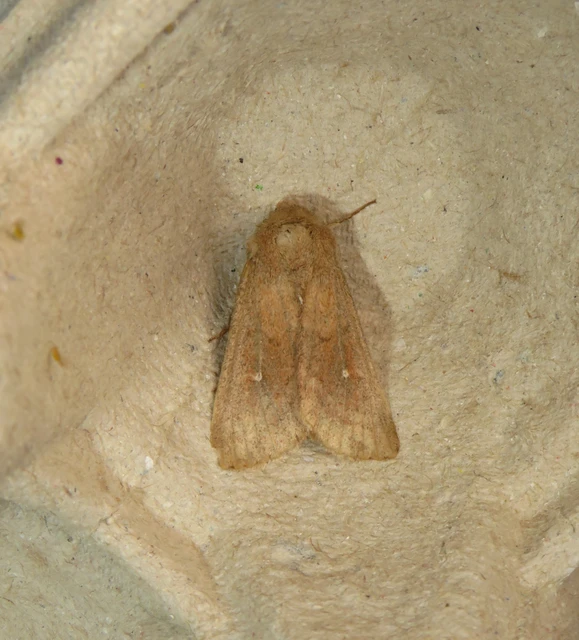 Mythimna albipuncta - fehérpettyes rétibagoly