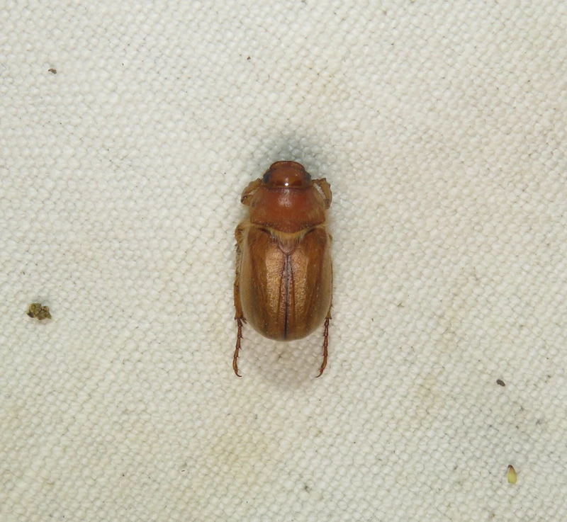 Amphimallon burmeisteri