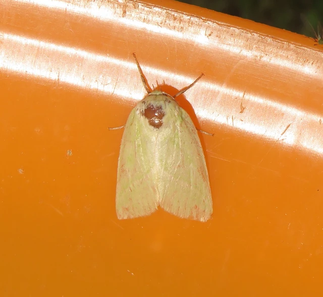 Pseudoips prasinana - bükkfa-zöldbagoly