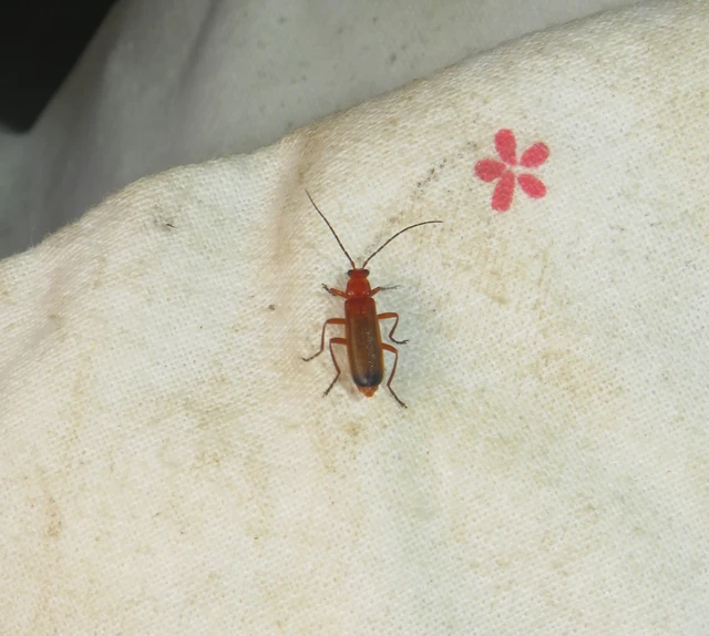 Rhagonycha fulva - feketevégű lágybogár