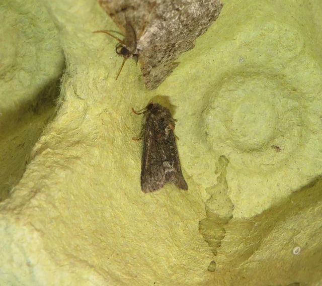 Oligia strigilis - kormos dudvabagoly