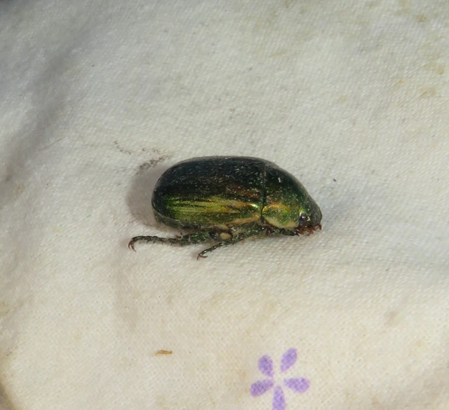 déli fináncbogár - Anomala solida