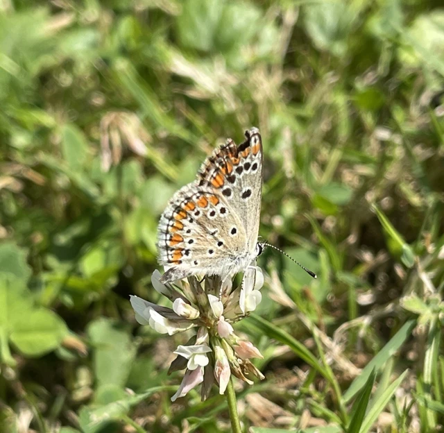 Aricia agestis - szerecsenboglárka