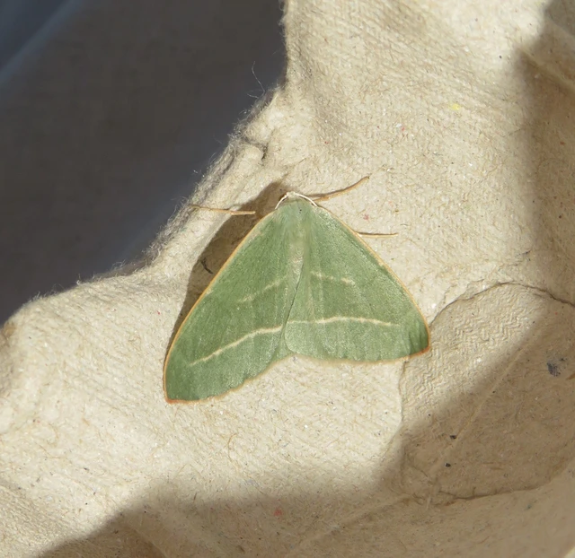 Hylaea fasciaria - erdeifenyő-sávosaraszoló