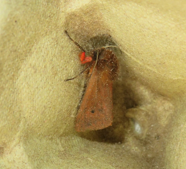 Phragmatobia fuliginosa - füstös medvelepke