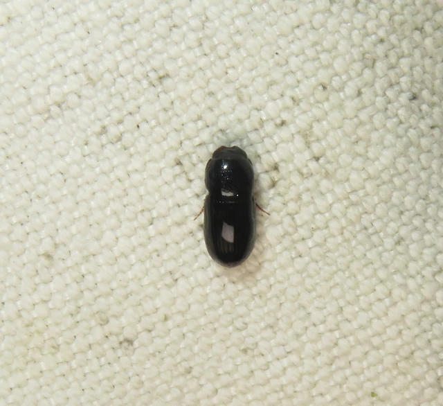 Aphodius varians - változékony trágyabogár