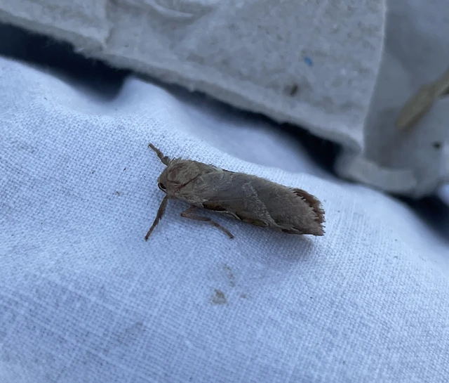 kis gyökérrágólepke - Triodia sylvina