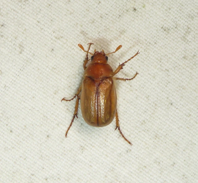Amphimallon burmeisteri