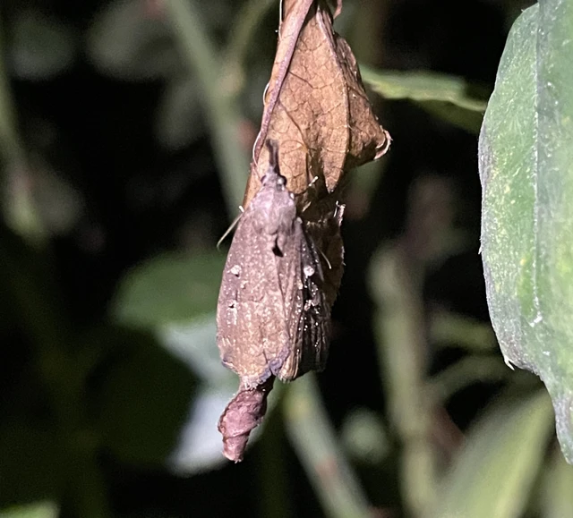 közönséges karcsúbagoly - Hypena rostralis