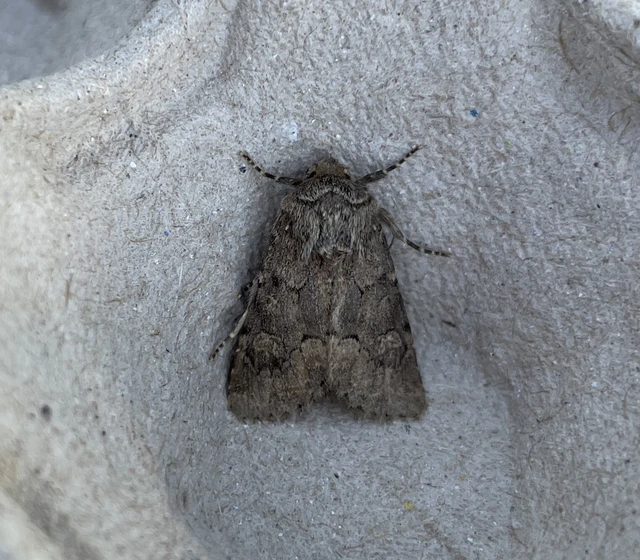 barnás szürkebagoly - Luperina testacea