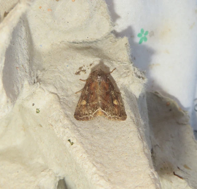 Lacanobia oleracea - saláta-kertibagoly