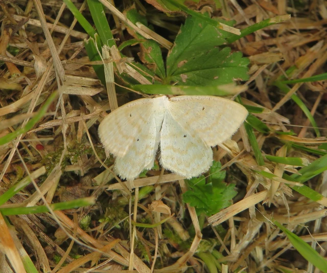 réti fehéraraszoló - Scopula immutata