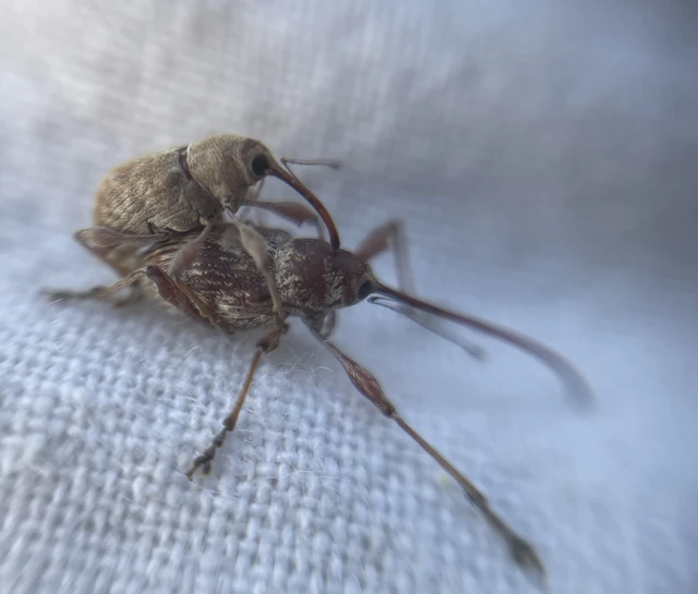 gesztenyezsuzsóka - Curculio elephas