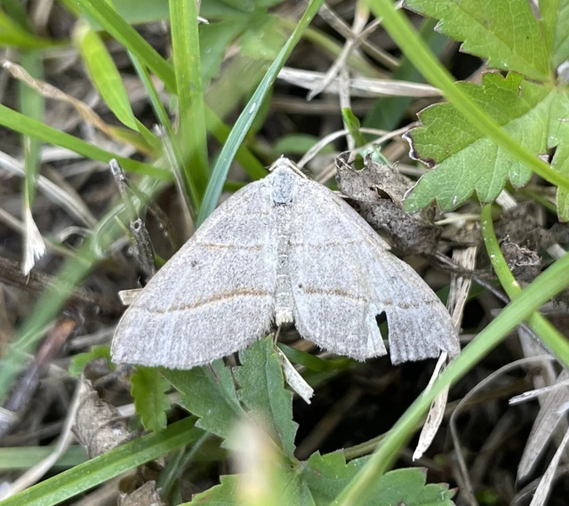 Scotopteryx mucronata/luridata/ignorata