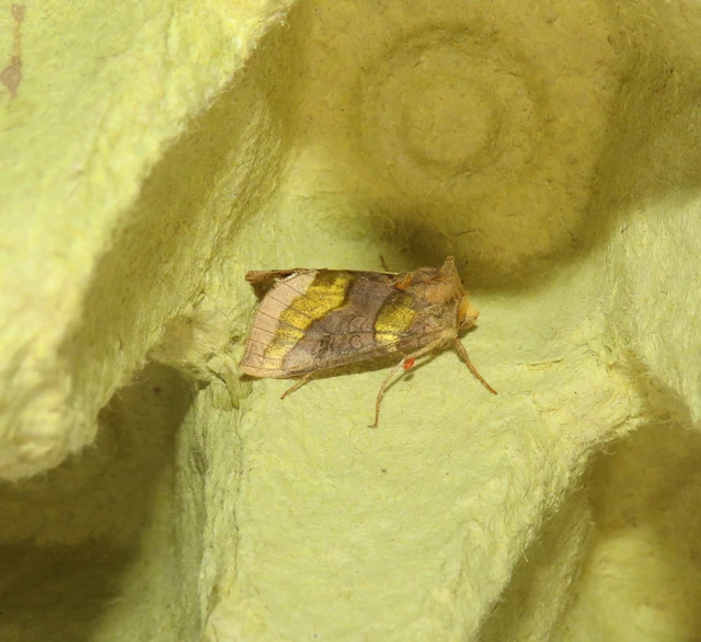 aranybagoly - Diachrysia chrysitis