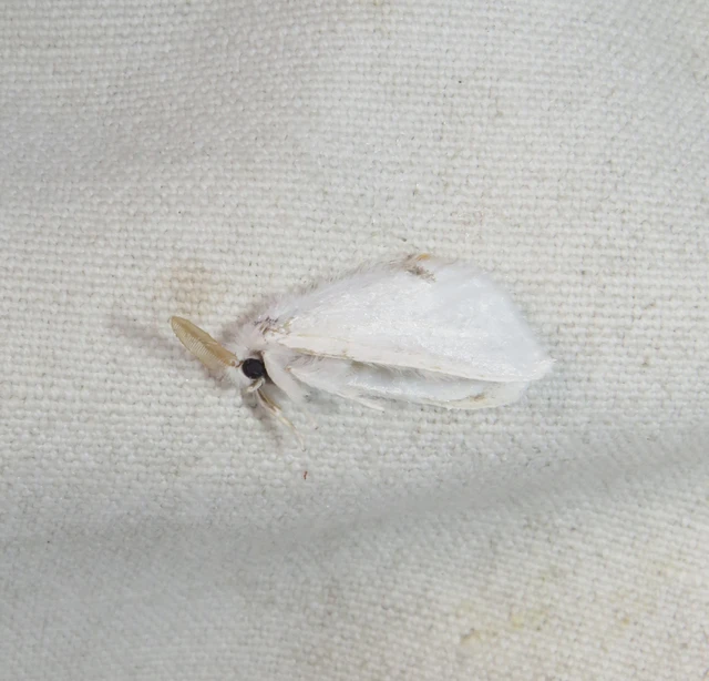 Sphrageidus similis - sárgafarú szövő