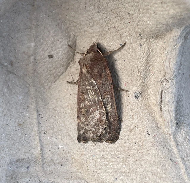 tarka fűbagoly - Xestia xanthographa