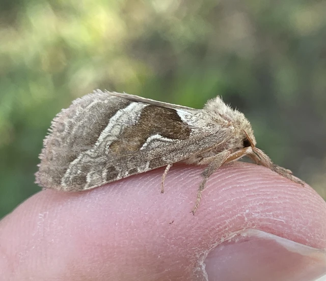 Triodia sylvina - kis gyökérrágólepke
