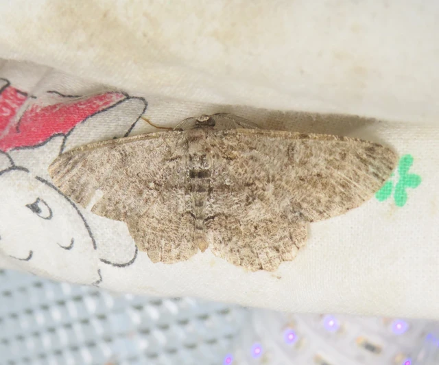 Hypomecis punctinalis - pettyes faaraszoló