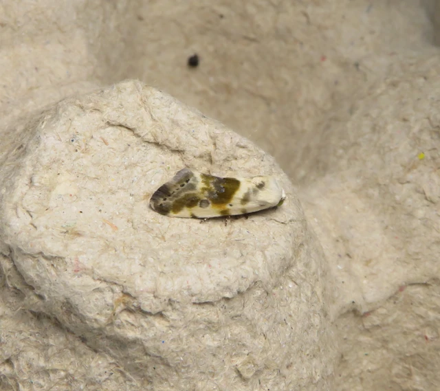 Ponometia candefacta - parlagfűbagoly