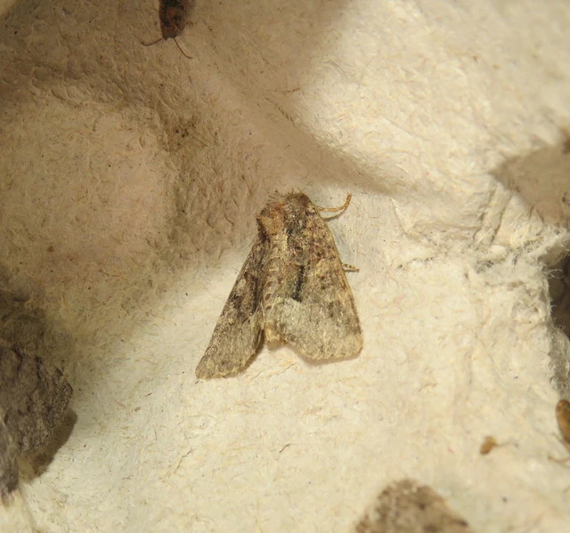 Oligia strigilis/latruncula/versicolor