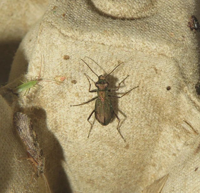 parlagi homokfutrinka - Cylindera germanica