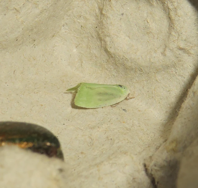 fűzfa-zöldbagoly - Earias clorana