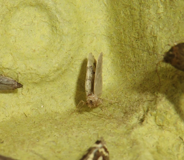 Chloroclystis v-ata - zöldes törpearaszoló