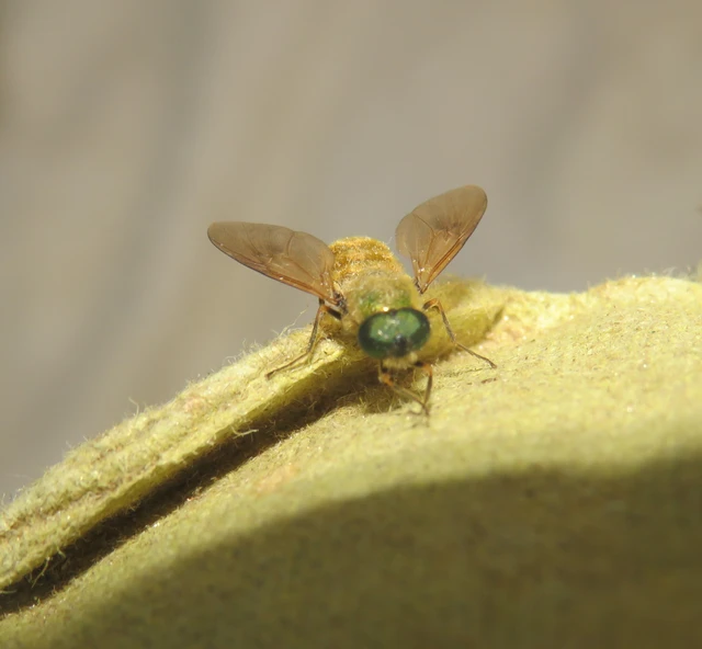 közönséges fémeslégy - Chloromyia formosa