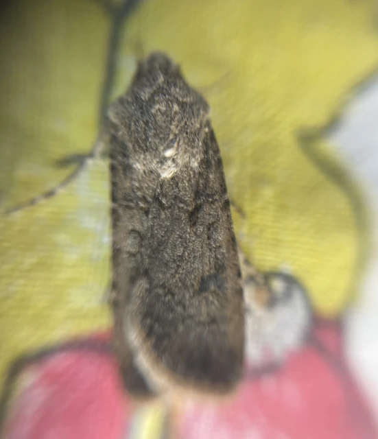 Agrotis segetum - vetési földibagoly
