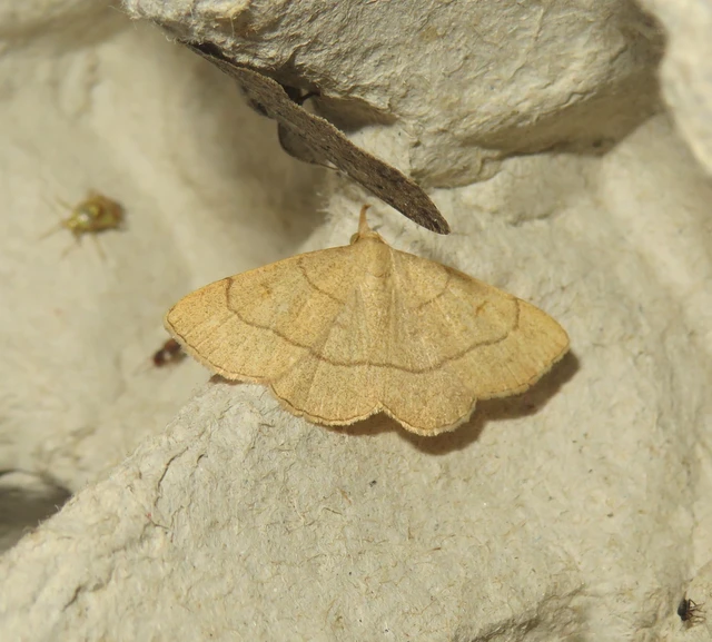 Paracolax tristalis - sárgás karcsúbagoly Paracolax tristalis - sárgás karcsúbagoly