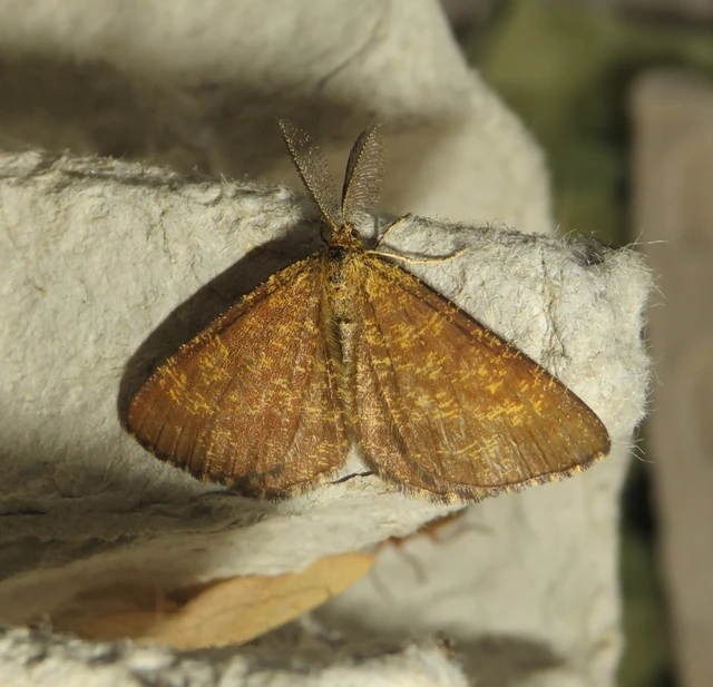 Ematurga atomaria - barna rétiaraszoló