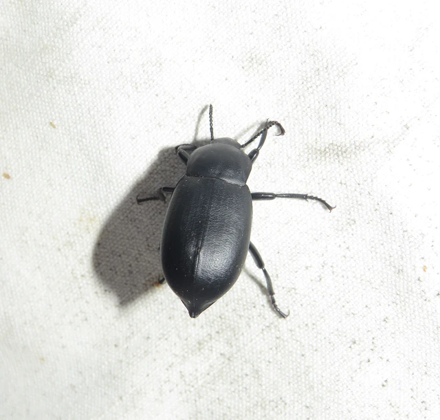 közönséges bűzbogár - Blaps lethifera