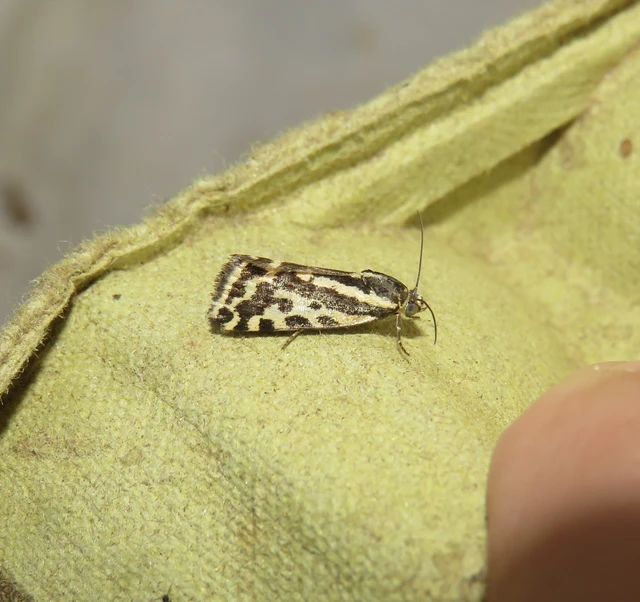 Emmelia trabealis - zebrabagoly