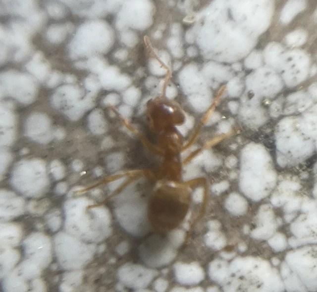 Lasius