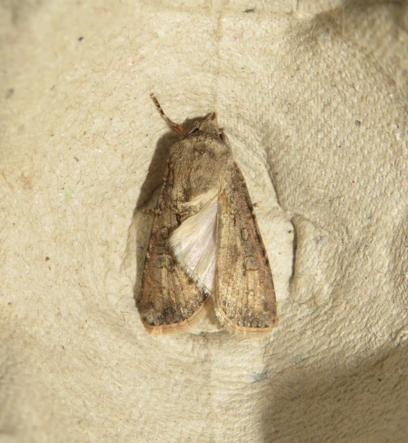 Agrotis segetum - vetési földibagoly