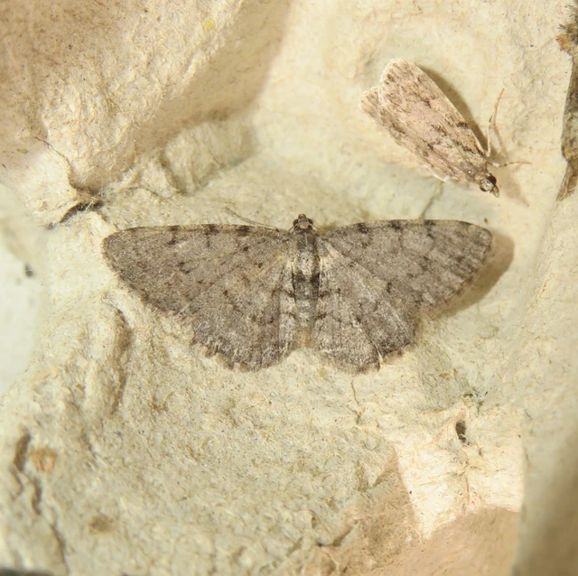 Aethalura punctulata - szürke égeraraszoló