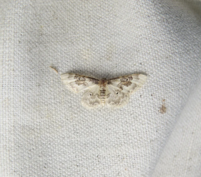 Idaea rusticata - tarka apróaraszoló