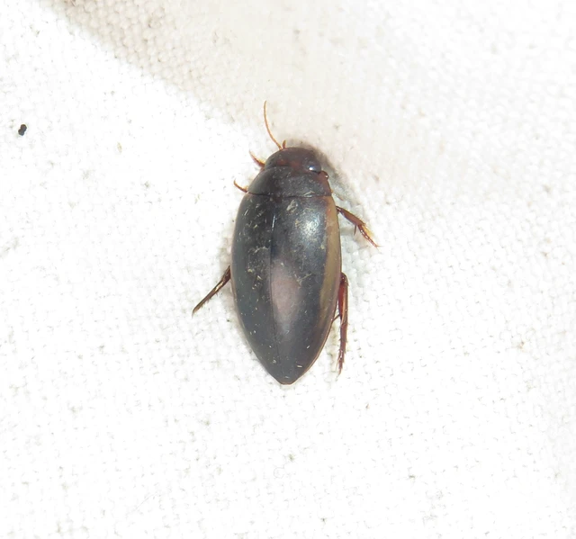 szegélyes orsócsíkbogár - Ilybius fuliginosus