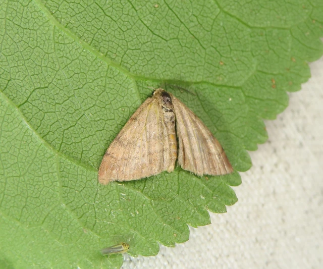 Scopula rubiginata - réti pirosaraszoló