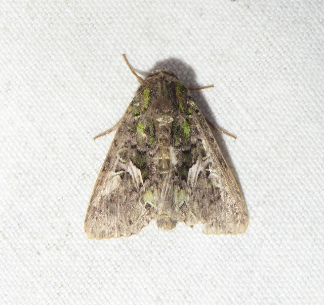 Trachea atriplicis - nyári zöldbagoly