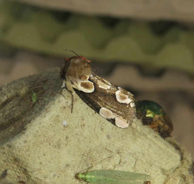 Thyatira batis - rózsafoltos pihésszövő Thyatira batis - rózsafoltos pihésszövő
