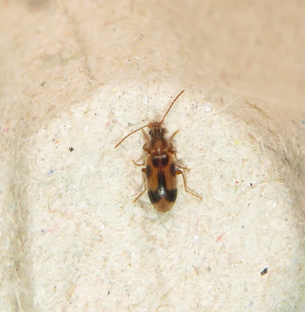 sárgahasú nyakszarvúbogár - Notoxus monoceros