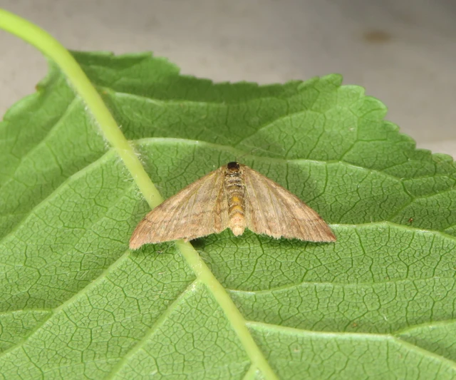 Scopula rubiginata - réti pirosaraszoló