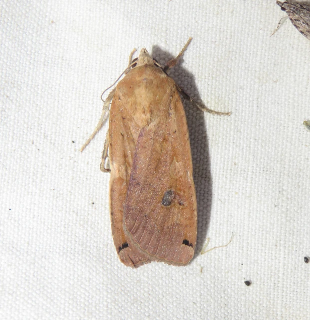 Noctua pronuba - nagy sárgafűbagoly
