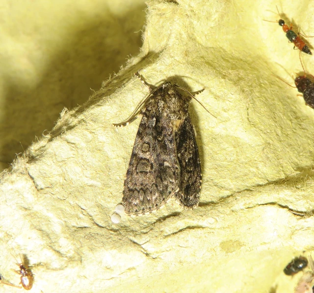Acronicta rumicis - sóska-szigonyosbagoly Acronicta rumicis - sóska-szigonyosbagoly