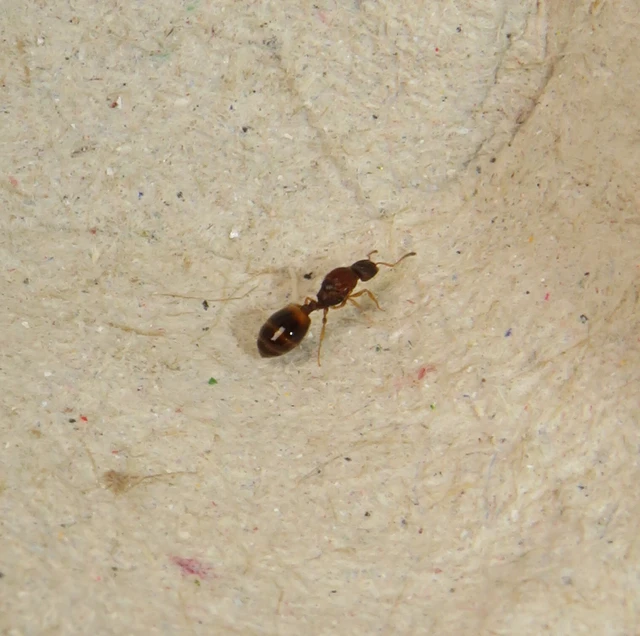 Temnothorax